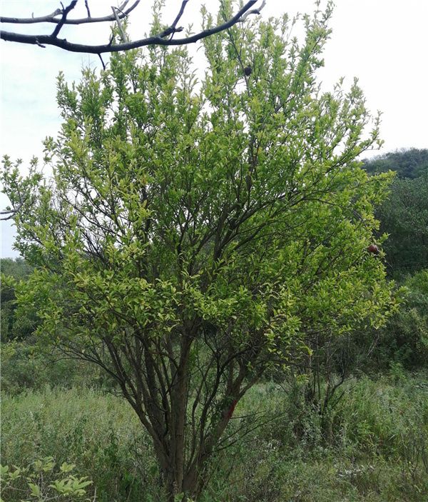 丛生花石榴图片 丛生花石榴图片