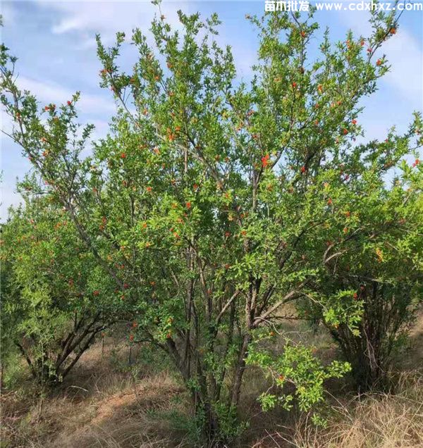 丛生花石榴图片 丛生花石榴图片