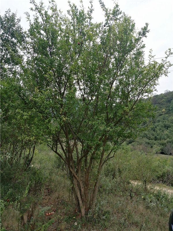 丛生花石榴图片 丛生花石榴图片