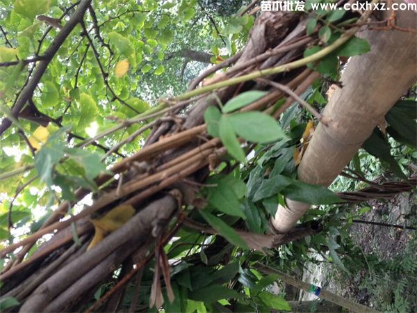 鸡血藤图片 鸡血藤图片