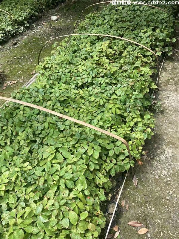 爬山虎图片 爬山虎图片