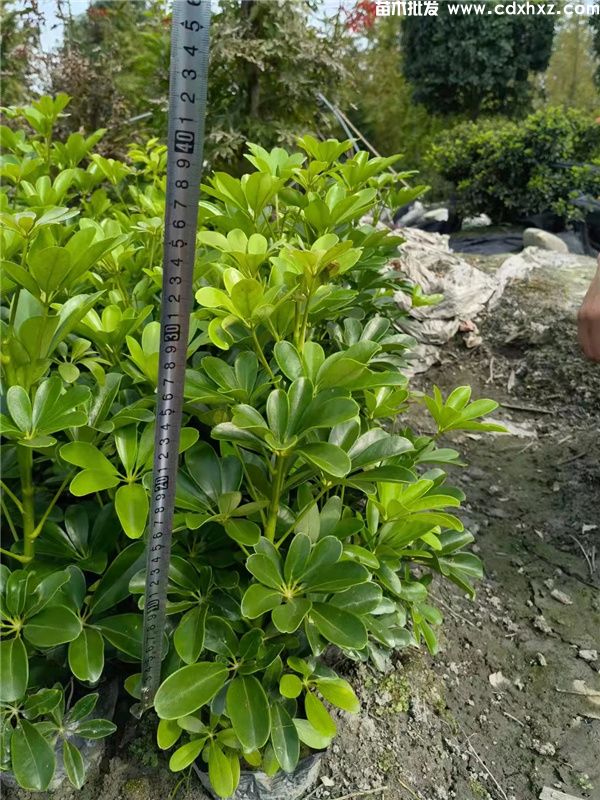 鸭脚木基地实拍图片 鸭脚木基地实拍图片