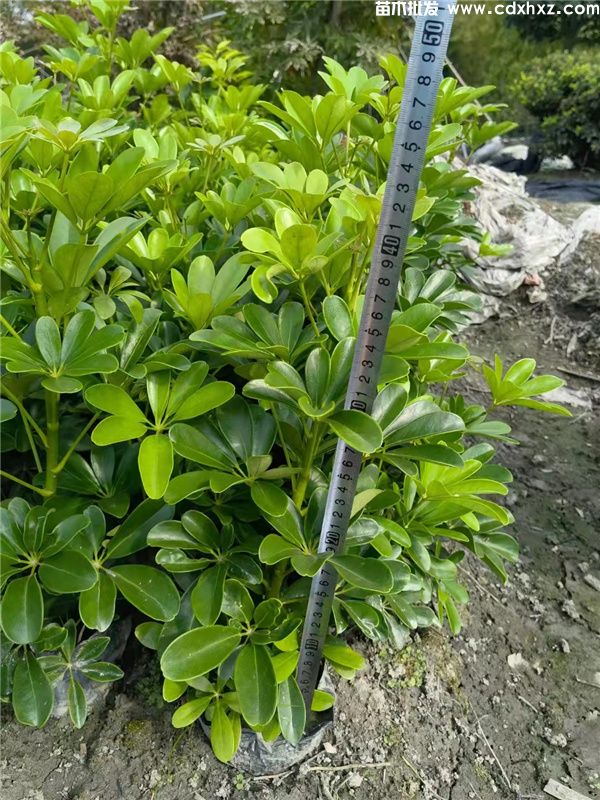 鸭脚木基地实拍图片 鸭脚木基地实拍图片