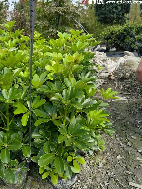 鸭脚木基地实拍图片 鸭脚木基地实拍图片