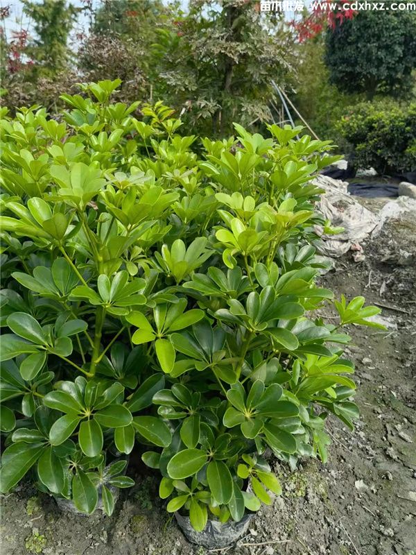 鸭脚木基地实拍图片 鸭脚木基地实拍图片