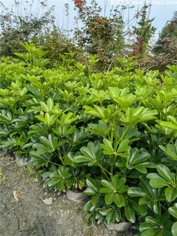 鸭脚木基地实拍图片 鸭脚木基地实拍图片