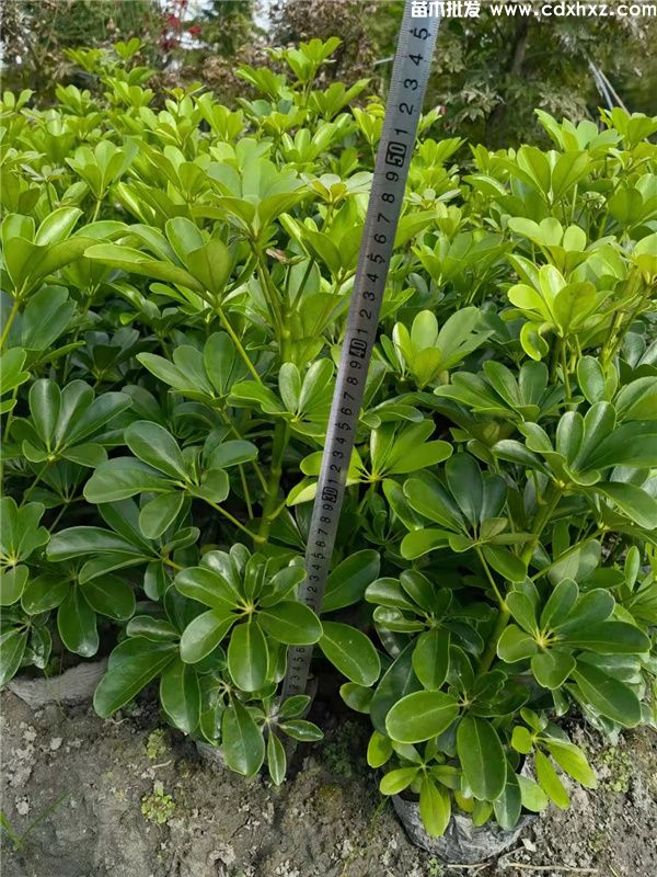 鸭脚木基地实拍图片 鸭脚木基地实拍图片