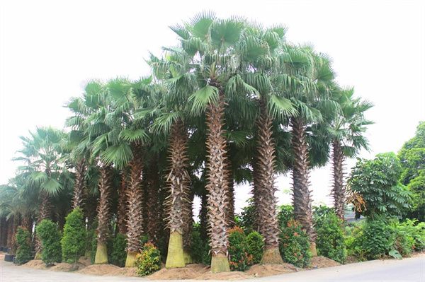 成都老人葵基地直销&nbsp;农户直销