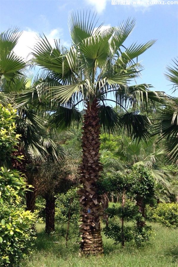 成都老人葵基地直销&nbsp;农户直销