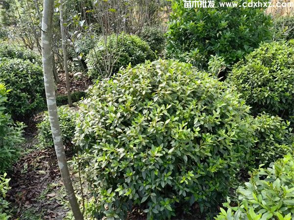 适合做市政工程用的灌木有哪些? 适合做市政工程用的灌木有哪些?