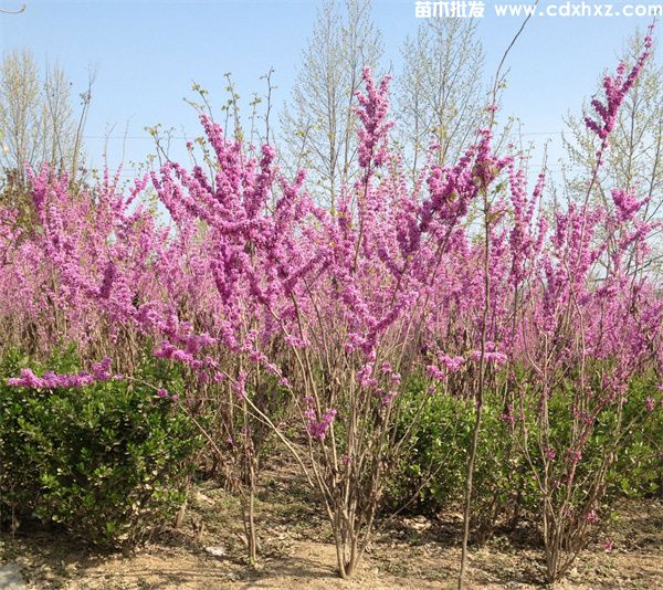 适合做市政工程用的灌木有哪些? 适合做市政工程用的灌木有哪些?