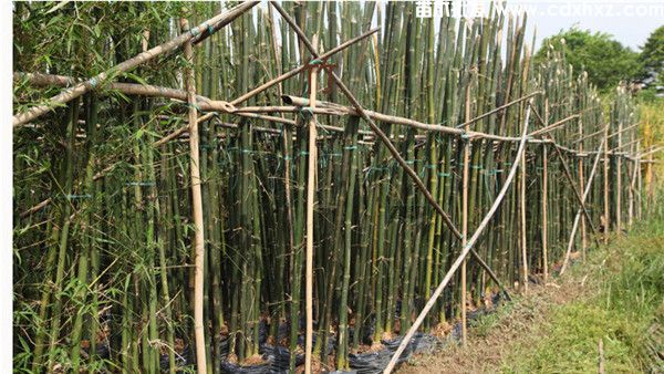 绿化工程用竹子哪里有卖? 绿化工程用竹子哪里有卖?