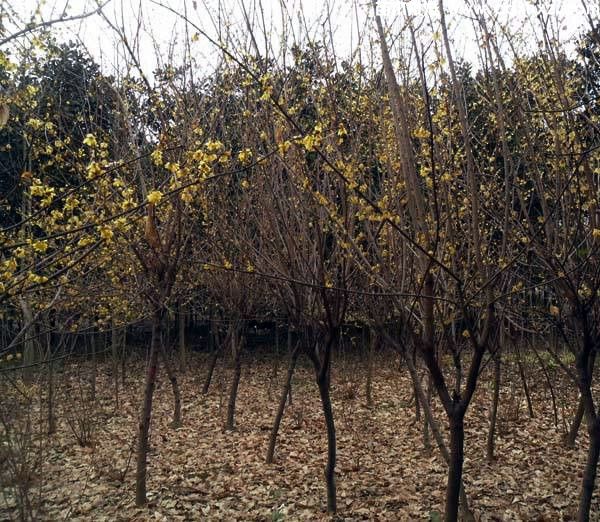 腊梅图片 腊梅图片