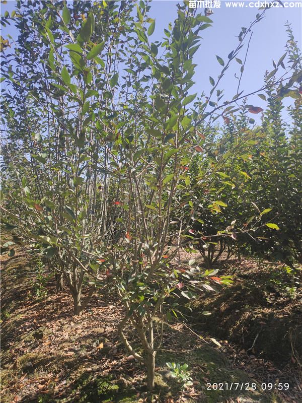 绿化苗木采购过程中需要注意哪些? 绿化苗木采购过程中需要注意哪些?