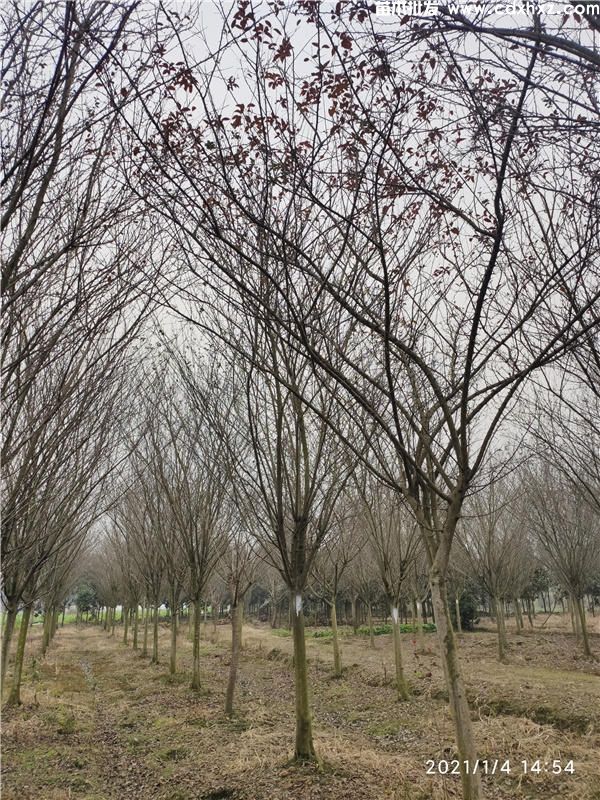 绿化苗木采购过程中需要注意哪些? 绿化苗木采购过程中需要注意哪些?