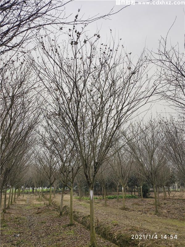 绿化苗木采购过程中需要注意哪些? 绿化苗木采购过程中需要注意哪些?