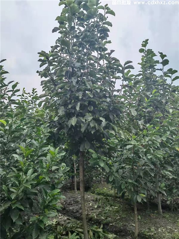 紫玉兰基地实拍图片 紫玉兰基地实拍图片