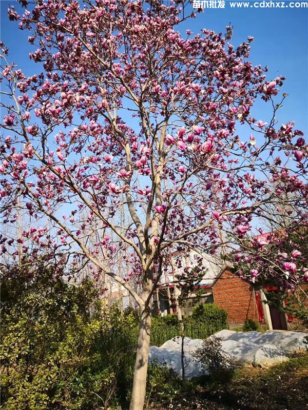 紫玉兰基地实拍图片 紫玉兰基地实拍图片