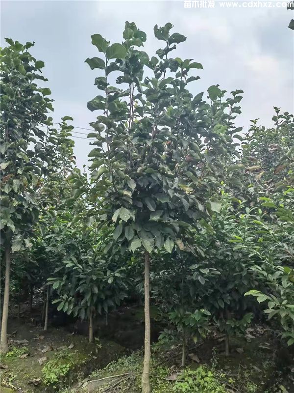 紫玉兰基地实拍图片 紫玉兰基地实拍图片