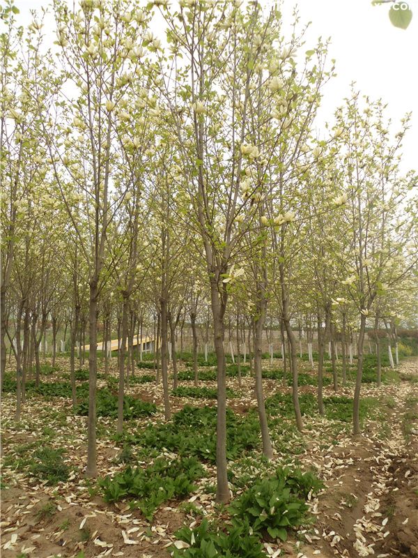 黄玉兰基地实拍图 黄玉兰基地实拍图