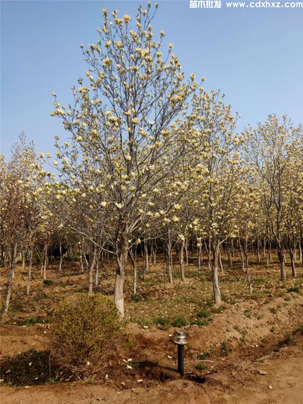 黄玉兰基地实拍图 黄玉兰基地实拍图