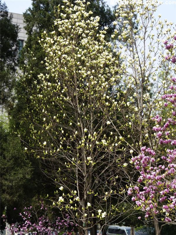 黄玉兰基地实拍图 黄玉兰基地实拍图