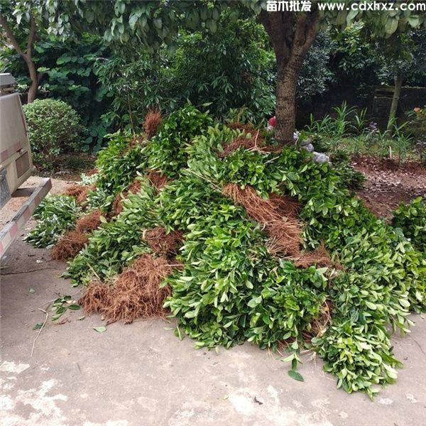 大叶栀子花基地实拍图片 大叶栀子花基地实拍图片