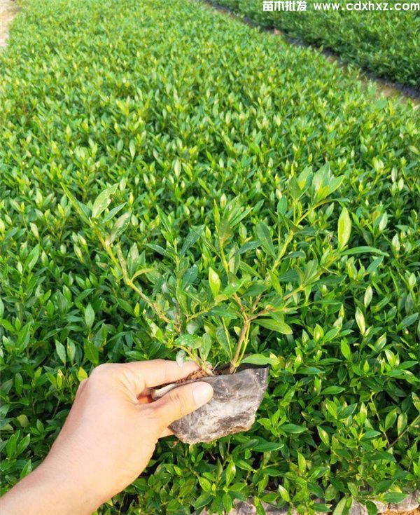 大叶栀子花基地实拍图片 大叶栀子花基地实拍图片