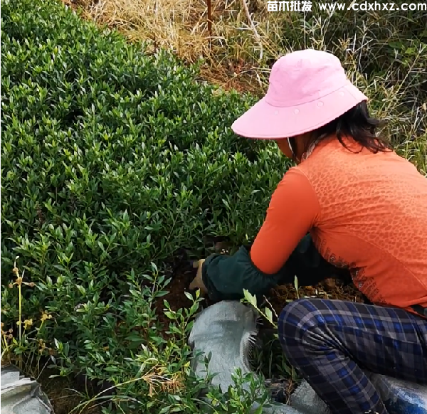 大叶栀子花基地实拍图片 大叶栀子花基地实拍图片
