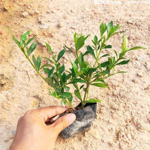 大叶栀子花基地实拍图片 大叶栀子花基地实拍图片