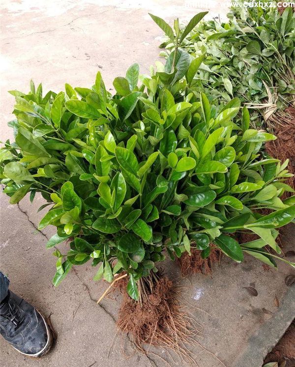 大叶栀子花基地实拍图片 大叶栀子花基地实拍图片