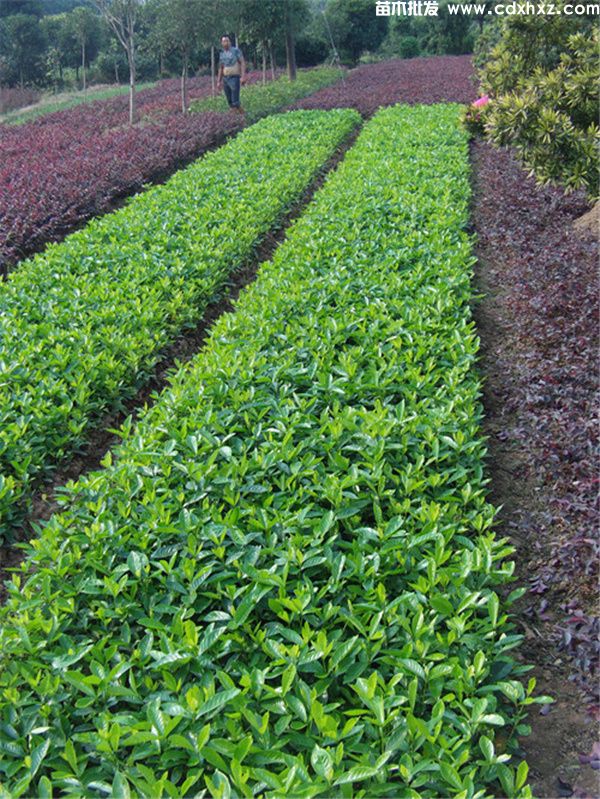 二栀子花 二栀子花