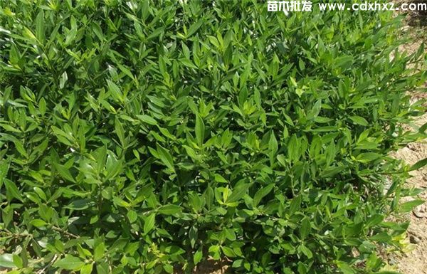 二栀子花 二栀子花