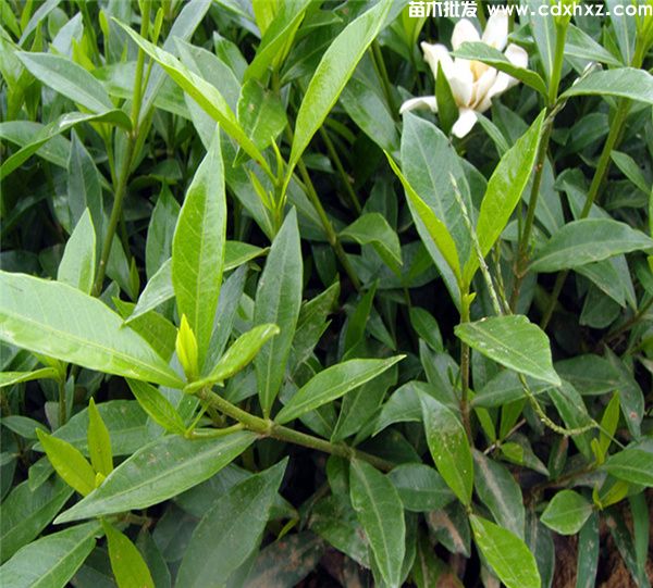 二栀子花 二栀子花