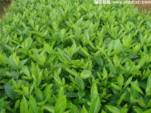 二栀子花 二栀子花