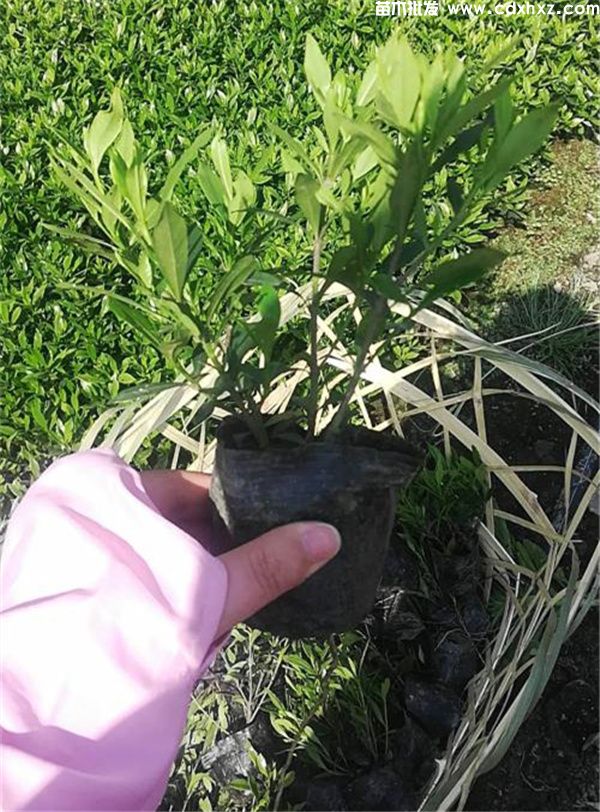 二栀子花 二栀子花