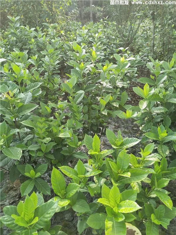 四季栀子花基地实拍图片