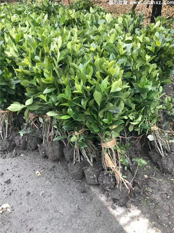 栀子花基地实拍图片