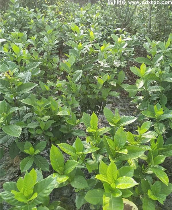 栀子花基地实拍图片