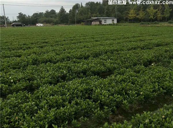 栀子花基地实拍图片