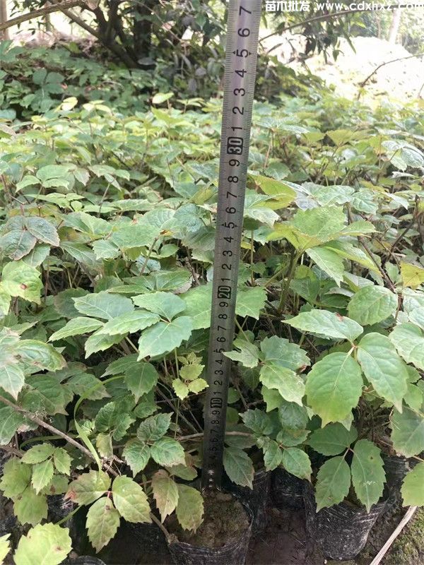 重庆爬山虎 重庆爬山虎