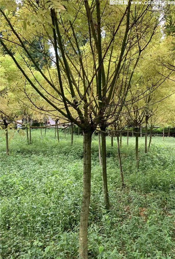 黄金槐基地实拍图片