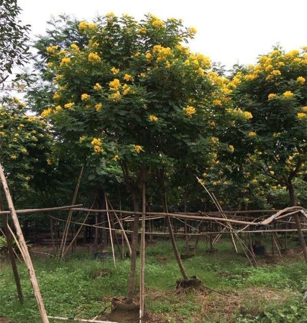 成都黄花槐基地