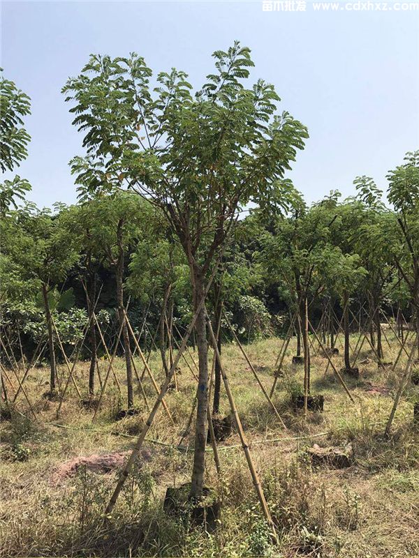 成都黄花槐基地