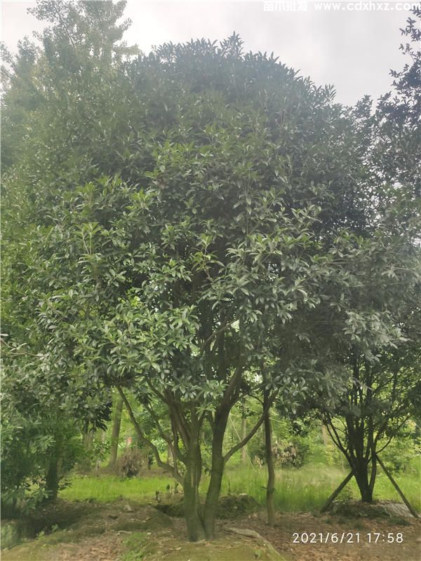 15公分桂花价格，十五公分的桂花多少钱一棵？