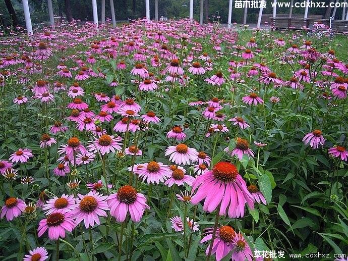 松果菊图片 松果菊图片