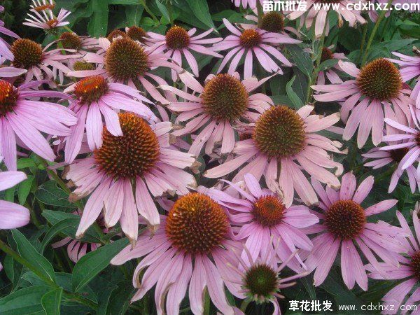 松果菊图片 松果菊图片