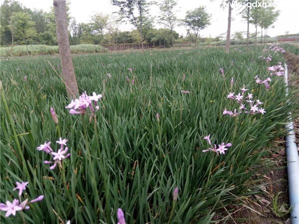 紫娇花图片 紫娇花图片