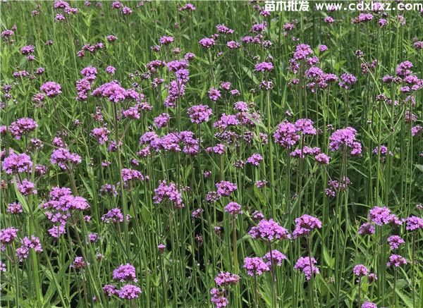 紫娇花图片 紫娇花图片