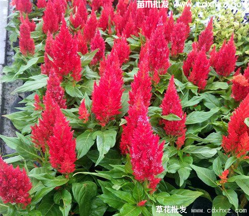 火炬花图片 火炬花图片